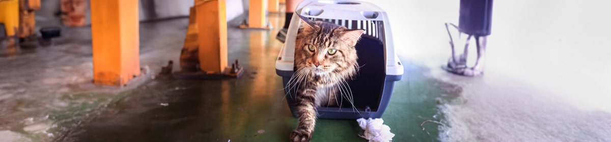How to Move Cross Country with Cats