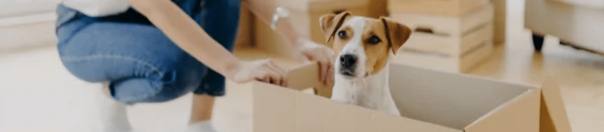 Best Tips for Moving with Pets